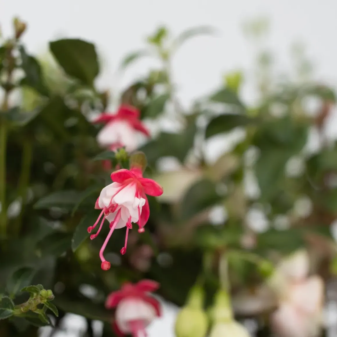 Fuchsia - Mix Van 6 - Sarah, Lady Thumb, Ricartonnii - Pot 9Cm - Hoogte 10-20Cm