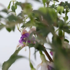 Fuchsia - Mix Van 6 - Sarah, Lady Thumb, Ricartonnii - Pot 9Cm - Hoogte 10-20Cm