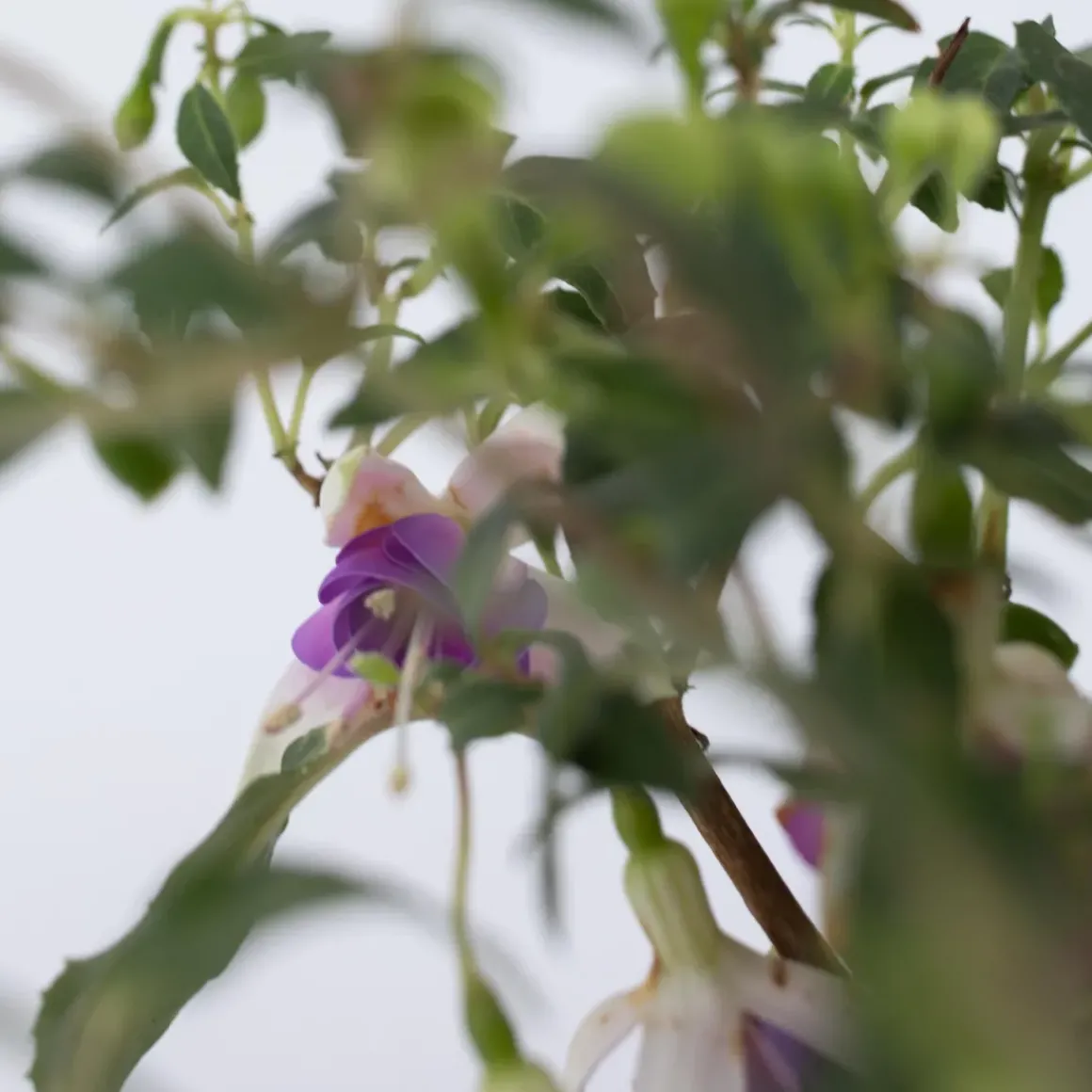 Fuchsia - Mix Van 6 - Sarah, Lady Thumb, Ricartonnii - Pot 9Cm - Hoogte 10-20Cm