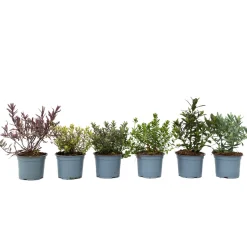 Hebe Pinguifolia - Mix Van 12 - Struikveronica - Pot 10.5Cm - Hoogte 15-20Cm