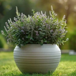 Hebe Pinguifolia - Mix Van 12 - Struikveronica - Pot 10.5Cm - Hoogte 15-20Cm