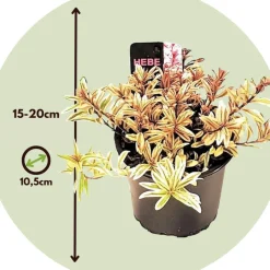 Hebe Pinguifolia - Mix Van 12 - Struikveronica - Pot 10.5Cm - Hoogte 15-20Cm