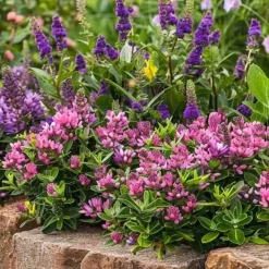 Hebe Pinguifolia - Mix Van 12 - Struikveronica - Pot 10.5Cm - Hoogte 15-20Cm