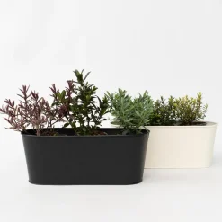 Hebe Pinguifolia - Mix Van 12 - Struikveronica - Pot 10.5Cm - Hoogte 15-20Cm