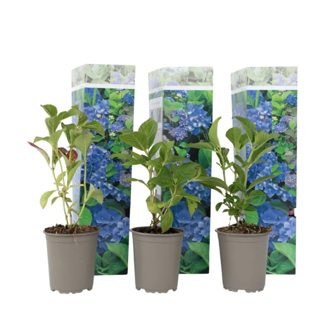 Hydrangea Macrophylla - Blauw - Set Van 3 - Hortensia - Pot 9Cm - Hoogte 25-40Cm
