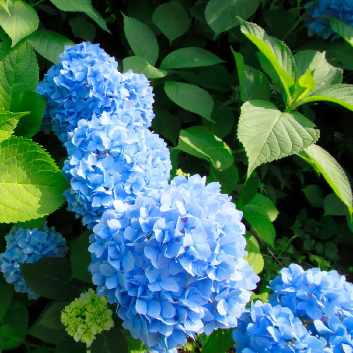 Hydrangea Macrophylla - Blauw - Set Van 3 - Hortensia - Pot 9Cm - Hoogte 25-40Cm