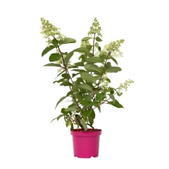 Hydrangea 'Pinky Winky' - Pluimhortensia - Pot 19Cm - Hoogte 25-40Cm