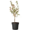 Japanese Maple 'Taylor' - "Limited Edition" - Pot 19Cm - Hoogte 50-60Cm