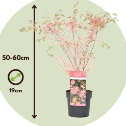 Japanese Maple 'Taylor' -