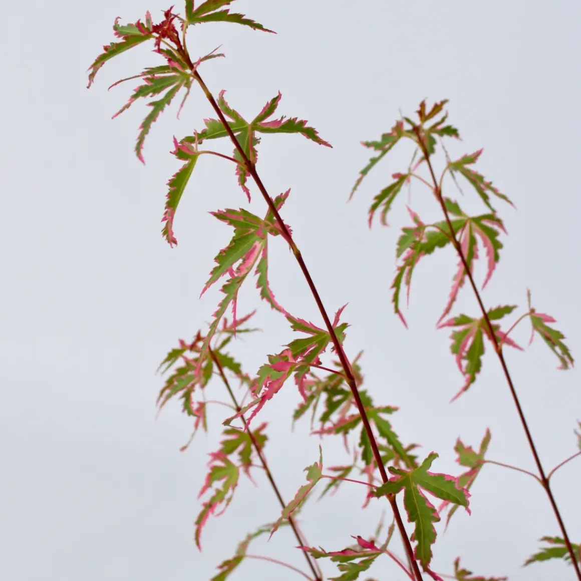 Japanese Maple 'Taylor' - Set Van 2 - Esdoorn - Pot 19Cm - Hoogte 50-60Cm
