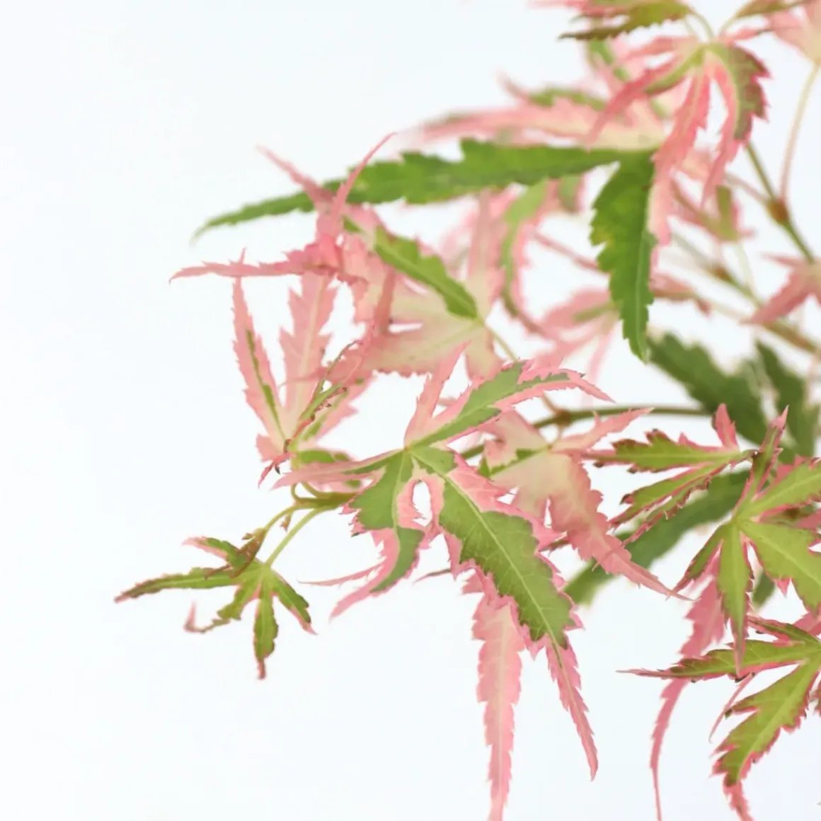 Japanese Maple 'Taylor' - Set Van 2 - Esdoorn - Pot 19Cm - Hoogte 50-60Cm