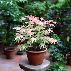 Japanese Maple 'Taylor' - Set Van 2 - Esdoorn - Pot 19Cm - Hoogte 50-60Cm