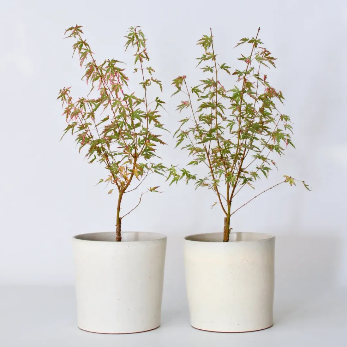 Japanese Maple 'Taylor' - Set Van 2 - Esdoorn - Pot 19Cm - Hoogte 50-60Cm
