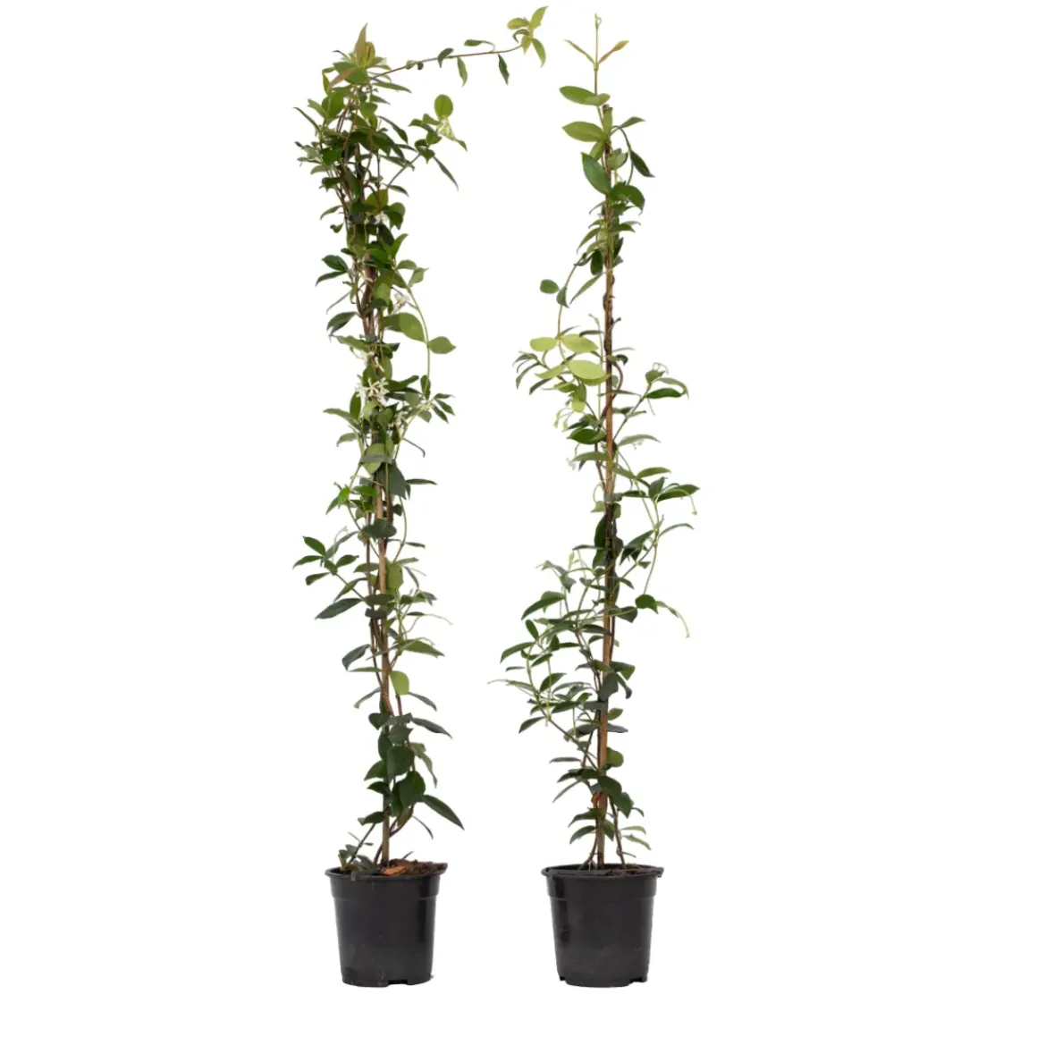 Jasmijn Xl - Set Van 2 - Klimplant - Pot 17Cm - Hoogte 110-120Cm