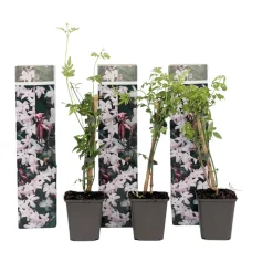 Jasminoides Officinale - Set Van 3 - Wit - Jasmijn - Pot 9Cm - Hoogte 25-40Cm