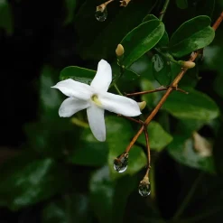 Jasminoides Officinale - Set Van 3 - Wit - Jasmijn - Pot 9Cm - Hoogte 25-40Cm