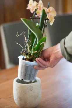 Nature Orchideeen Pot Transparant O12Cm