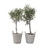 Olea Europaea - Set Van 2 - Olijfboom Stam In Mand - Pot 14Cm - Hoogte 45-55Cm