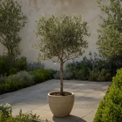 Olea Europaea - Set Van 2 - Olijfboom Stam In Mand - Pot 14Cm - Hoogte 45-55Cm