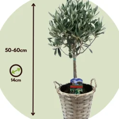 Olea Europaea - Set Van 2 - Olijfboom Stam In Mand - Pot 14Cm - Hoogte 45-55Cm