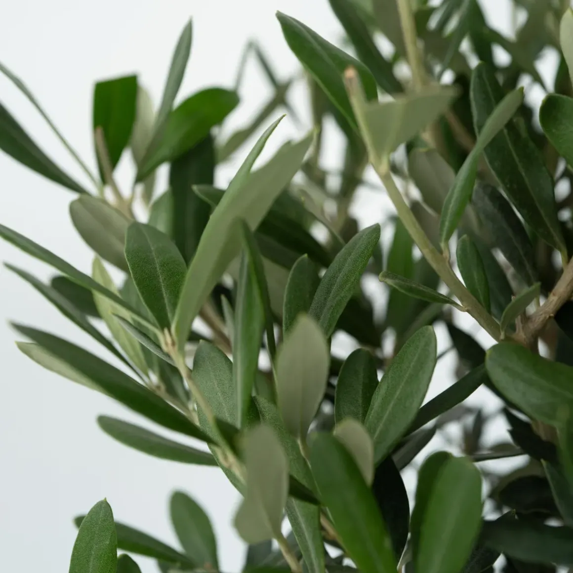 Olea Europaea - Set Van 2 - Olijfboom Stam In Mand - Pot 14Cm - Hoogte 45-55Cm