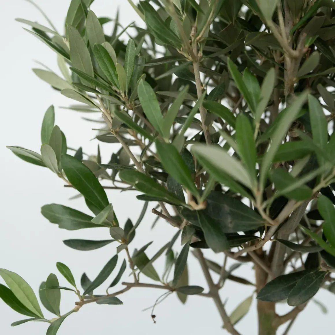 Olea Europaea - Set Van 2 - Olijfboom Stam In Mand - Pot 14Cm - Hoogte 45-55Cm