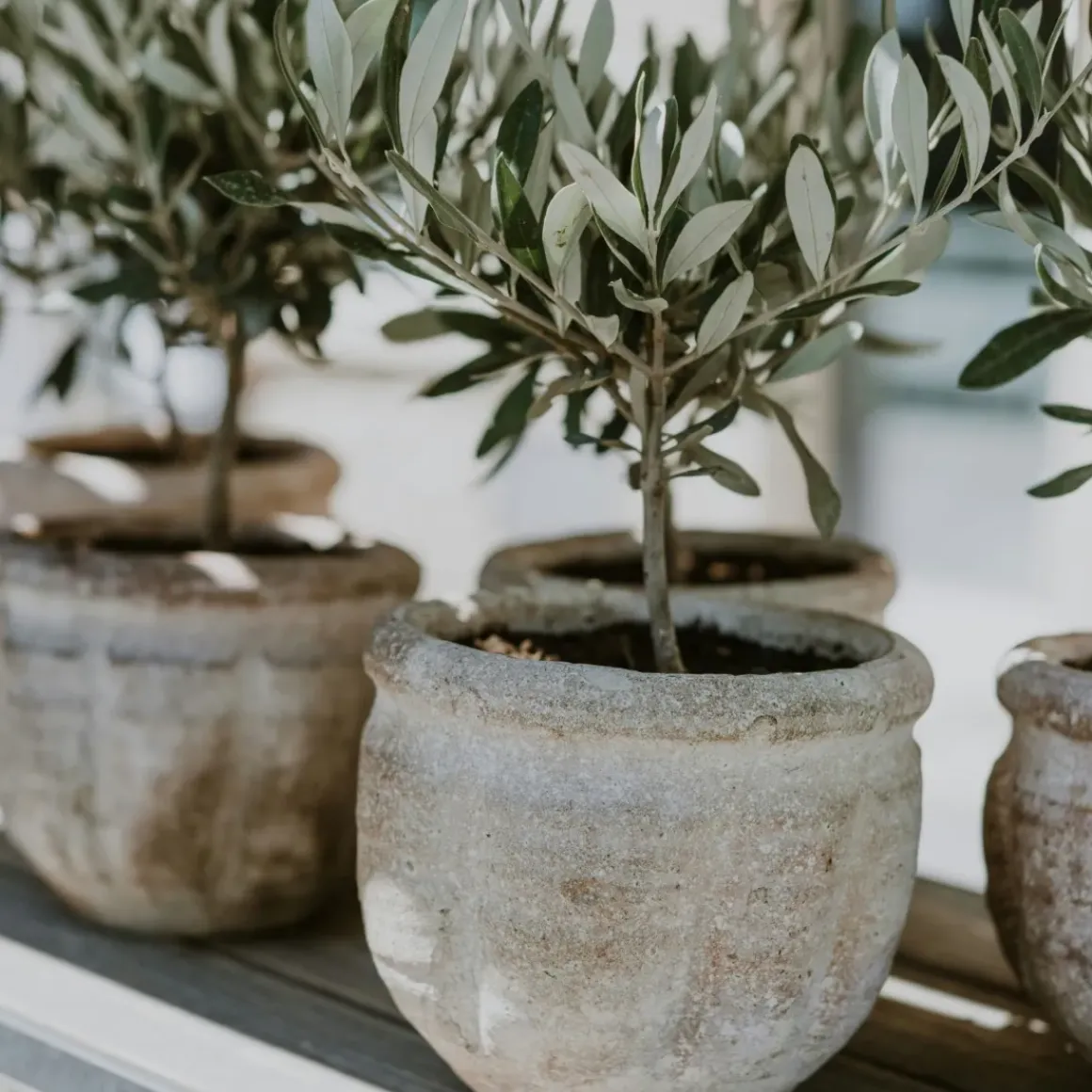 Olea Europaea - Set Van 2 - Olijfboom Stam In Mand - Pot 14Cm - Hoogte 45-55Cm