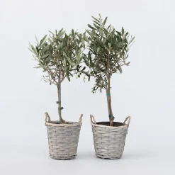 Olea Europaea - Set Van 2 - Olijfboom Stam In Mand - Pot 14Cm - Hoogte 45-55Cm