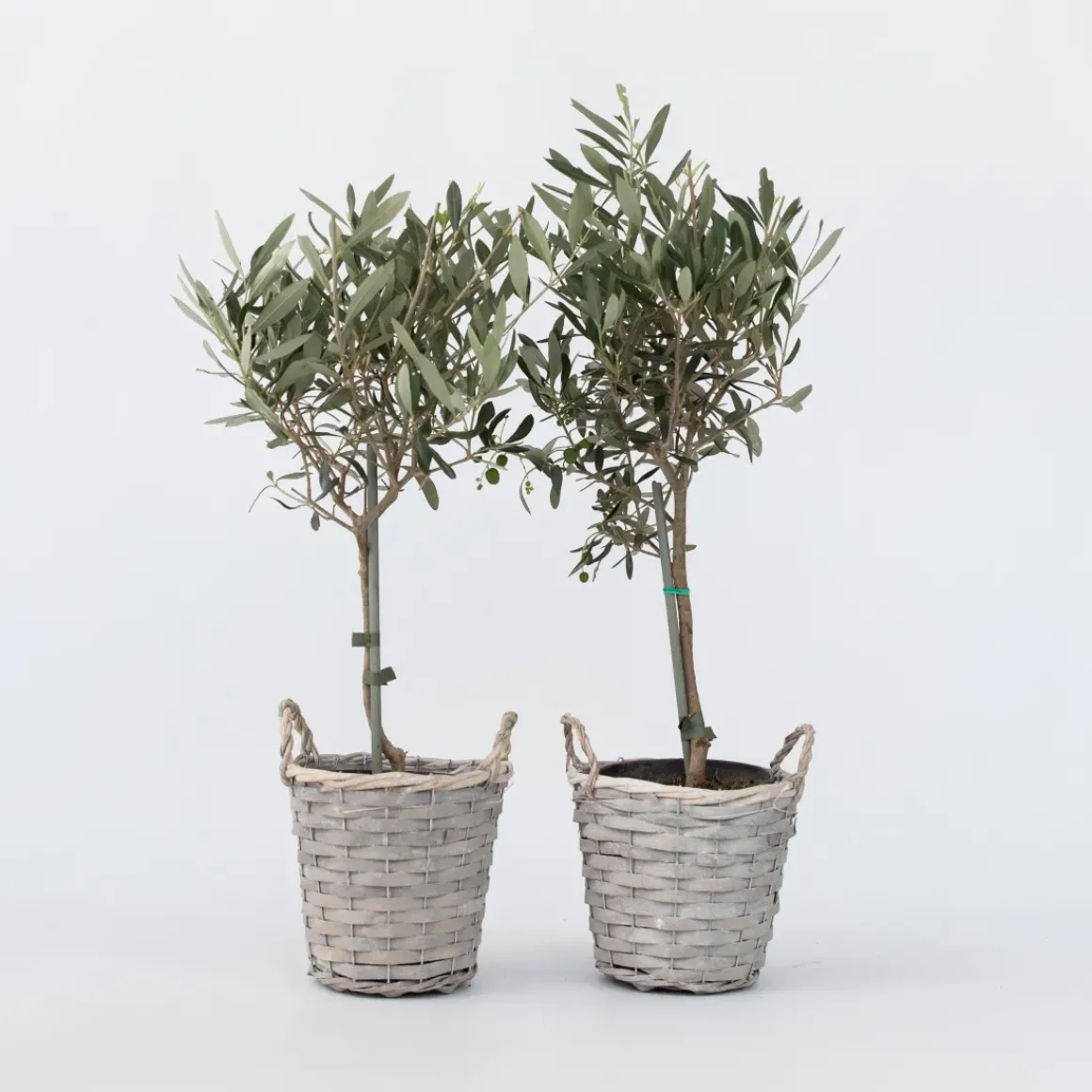 Olea Europaea - Set Van 2 - Olijfboom Stam In Mand - Pot 14Cm - Hoogte 45-55Cm