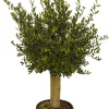 Olijfboom (Olea) Stamomtrek Ca. 30-40Cm 40L 175Cm