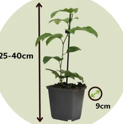 Passiflora - Mix Van 6 - Klimplant - Pot 9Cm - Hoogte 25-40Cm