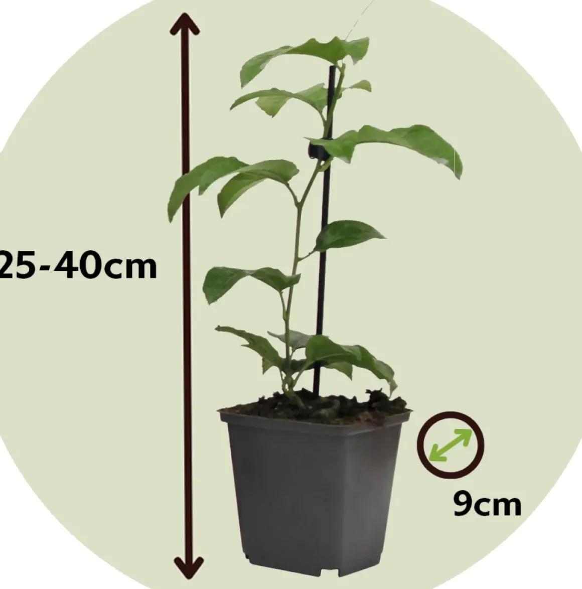Passiflora - Mix Van 6 - Klimplant - Pot 9Cm - Hoogte 25-40Cm