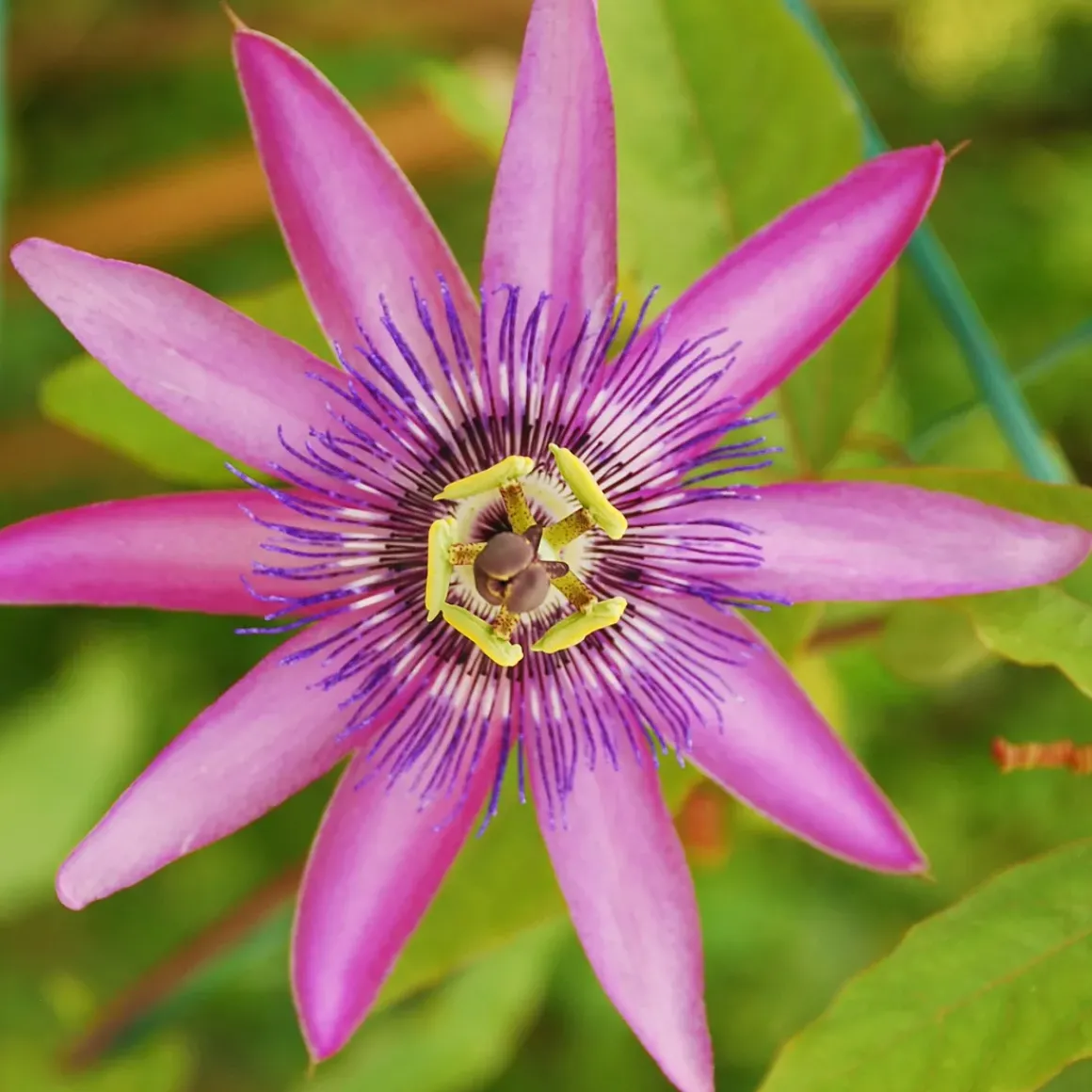 Passiflora - Mix Van 6 - Klimplant - Pot 9Cm - Hoogte 25-40Cm