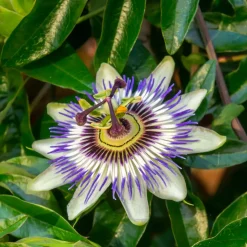 Passiflora - Mix Van 6 - Klimplant - Pot 9Cm - Hoogte 25-40Cm