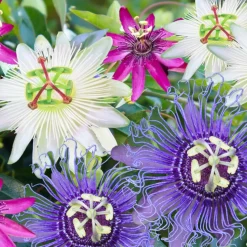 Passiflora - Mix Van 6 - Klimplant - Pot 9Cm - Hoogte 25-40Cm