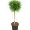 Pinus Summer Breeze - Dwergden - Pot 24Cm - Hoogte 70-80Cm
