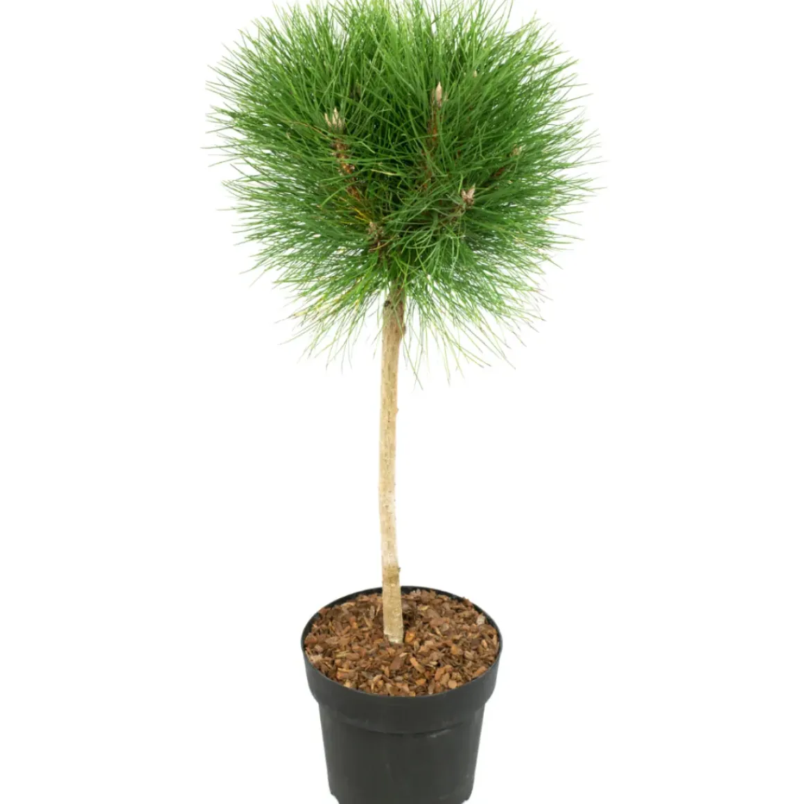 Pinus Summer Breeze - Dwergden - Pot 24Cm - Hoogte 70-80Cm
