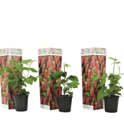 Rubus 'Tayberry' - Set Van 3 - Tuinplant - Braamboos - Pot 9Cm - Hoogte 25-40Cm