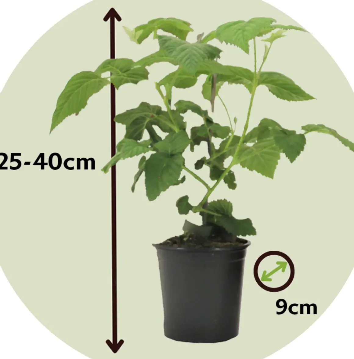 Rubus 'Tayberry' - Set Van 3 - Tuinplant - Braamboos - Pot 9Cm - Hoogte 25-40Cm