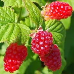 Rubus 'Tayberry' - Set Van 3 - Tuinplant - Braamboos - Pot 9Cm - Hoogte 25-40Cm