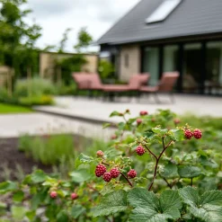 Rubus 'Tayberry' - Set Van 3 - Tuinplant - Braamboos - Pot 9Cm - Hoogte 25-40Cm