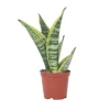 Sansevieria Laurentii - Set Van 4 - Vrouwentong - Pot 12Cm - Hoogte 30-40Cm