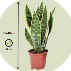 Sansevieria Laurentii - Set Van 4 - Vrouwentong - Pot 12Cm - Hoogte 30-40Cm