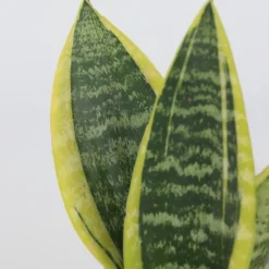 Sansevieria Laurentii - Set Van 4 - Vrouwentong - Pot 12Cm - Hoogte 30-40Cm