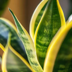 Sansevieria Laurentii - Set Van 4 - Vrouwentong - Pot 12Cm - Hoogte 30-40Cm