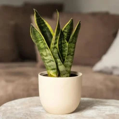 Sansevieria Laurentii - Set Van 4 - Vrouwentong - Pot 12Cm - Hoogte 30-40Cm