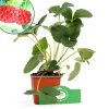Schramas.Com Framboos-Aardbei Fragaria Ananassa Framberry + Pot 9Cm 3 Stuks
