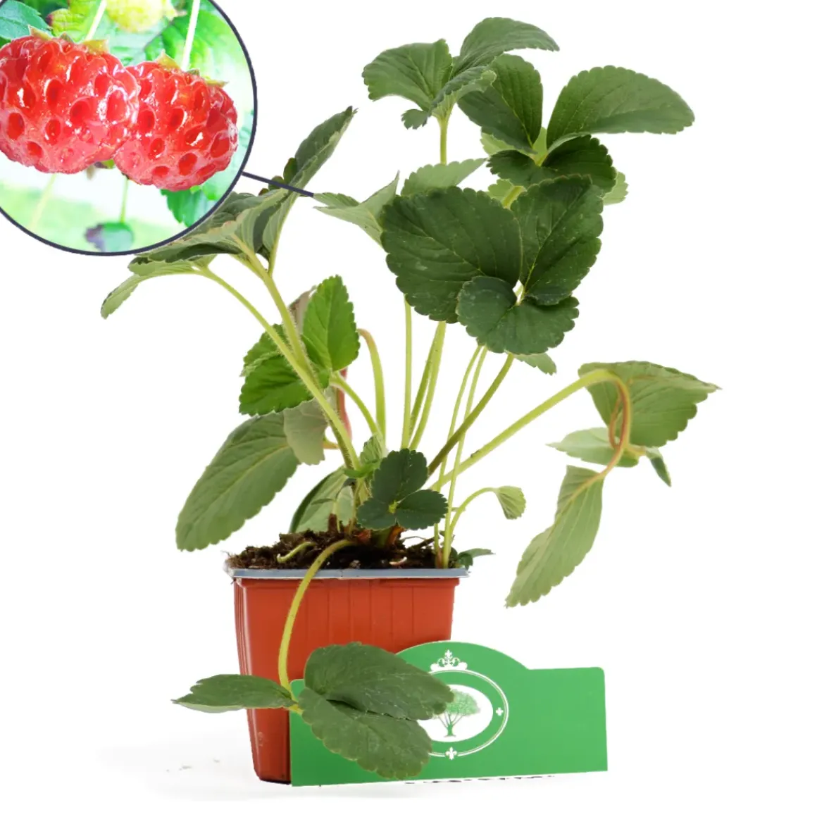 Schramas.Com Framboos-Aardbei Fragaria Ananassa Framberry + Pot 9Cm 3 Stuks