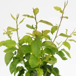 Schramas.Com Perenboom Pyrus Communis Trio Peer Drie Soorten Aan Een Boom + Pot 19Cm