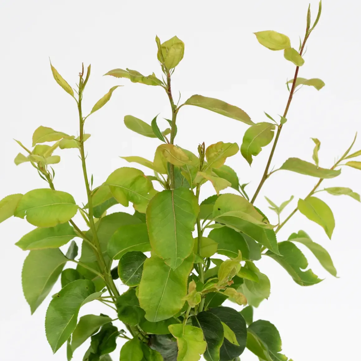 Schramas.Com Perenboom Pyrus Communis Trio Peer Drie Soorten Aan Een Boom + Pot 19Cm